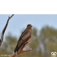 گروه کورکورها Kites